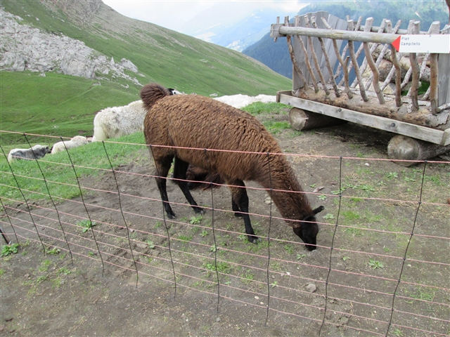 Il lama nei pressi della statua di Yac.